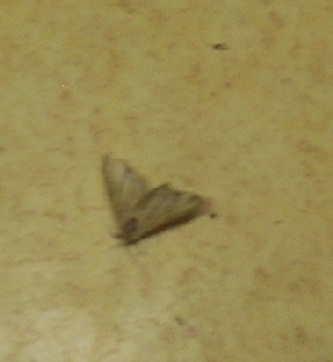 A very BIG moth !!!!!