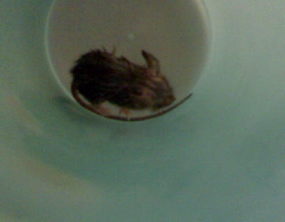 Yes a little field mouse, released unharmed