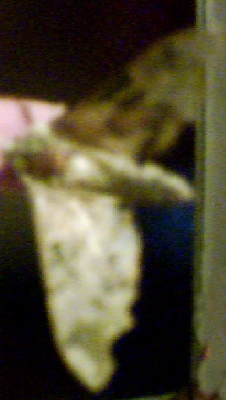 This Moth was huge