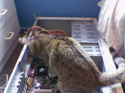 The Computer Repair Cat