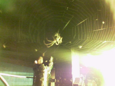 'Boris' the spider getting his dinner