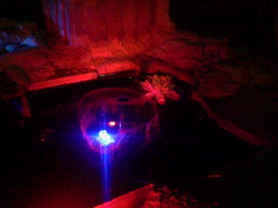 An Illuminated frog on a lilly pad